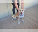 Small Photo #2 American Pit Bull Terrier-Unknown Mix Puppy For Sale in McKinney, TX, USA