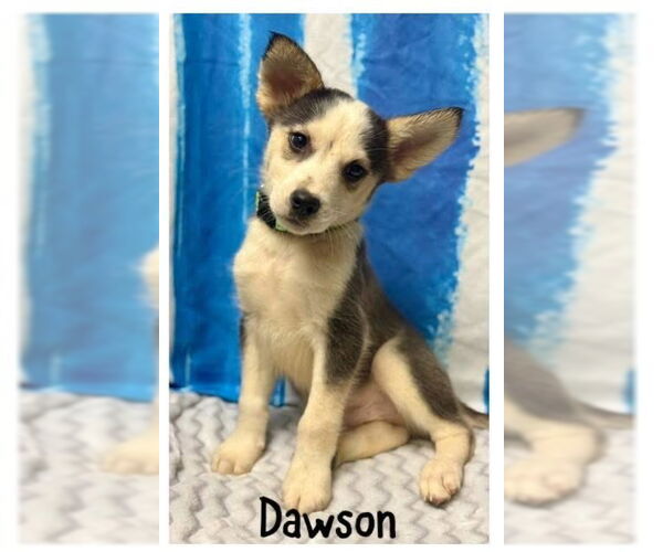 Medium Photo #1 Huskies -Unknown Mix Puppy For Sale in Oakhurst, NJ, USA