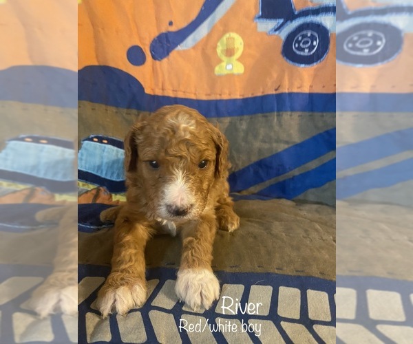 Medium Photo #7 Poodle (Standard) Puppy For Sale in HOMER, IL, USA