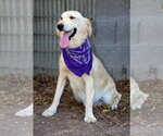 Small #1 English Setter-Golden Retriever Mix