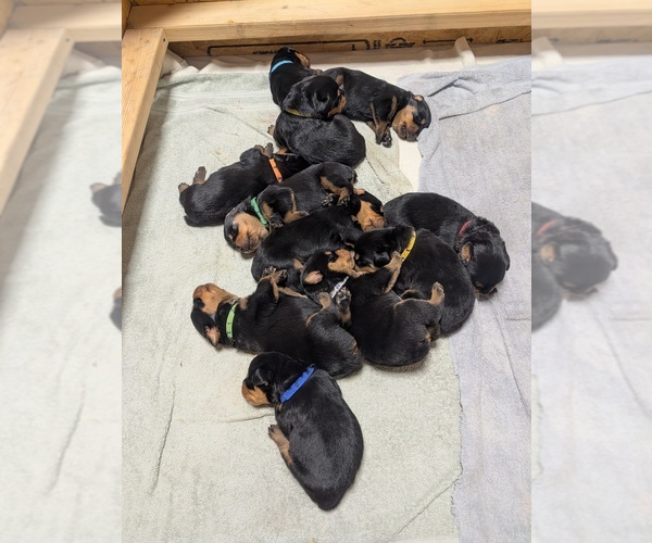 Medium Photo #13 Rottweiler Puppy For Sale in CANDIA, NH, USA