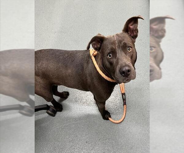 Medium Photo #1 American Pit Bull Terrier Puppy For Sale in Baytown, TX, USA
