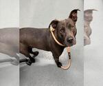 Small American Pit Bull Terrier