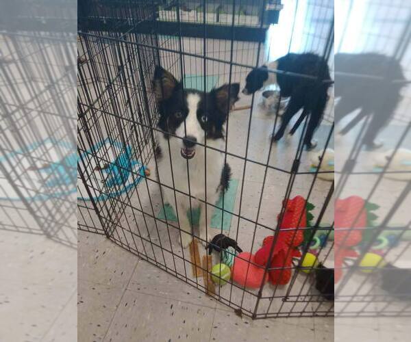 Medium Photo #2 Border Collie Puppy For Sale in Palatine/Kildeer/Buffalo grove, IL, USA