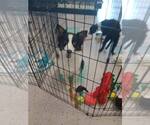 Small #1 Border Collie