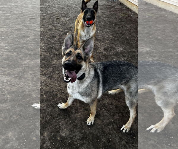 Medium Photo #4 German Shepherd Dog Puppy For Sale in Kankakee, IL, USA