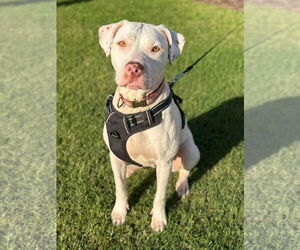 American Pit Bull Terrier-Labrador Retriever Mix Dogs for adoption in Dallas, TX, USA