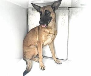 Mutt Dogs for adoption in Houston, TX, USA