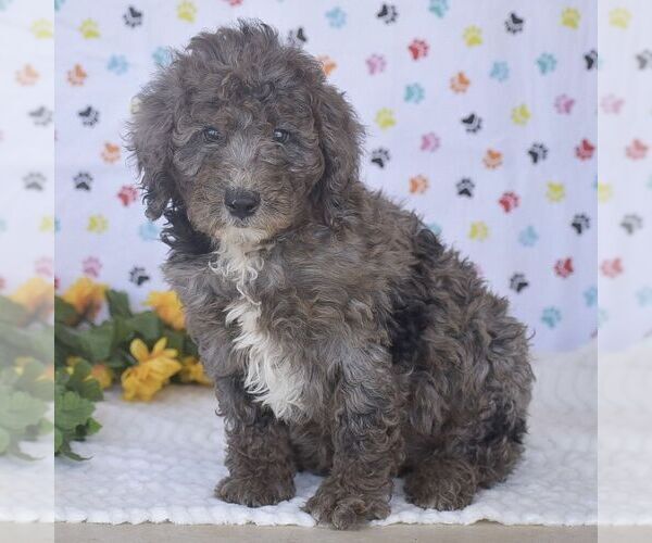 Medium Photo #1 Sheepadoodle Puppy For Sale in NEW PROVIDENCE, PA, USA