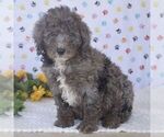 Small Photo #1 Sheepadoodle Puppy For Sale in NEW PROVIDENCE, PA, USA