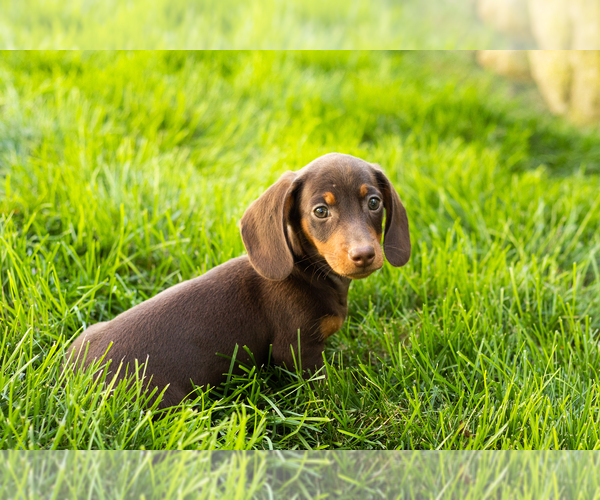 Medium Photo #1 Dachshund Puppy For Sale in MILLERSBURG, IN, USA