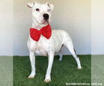 Small #1 American Pit Bull Terrier Mix