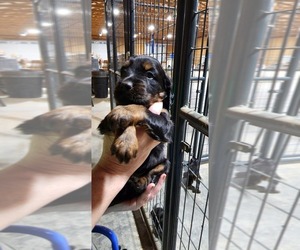 Gordon Setter Puppy for Sale in BOAZ, Alabama USA