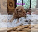 Puppy 2 Aussiedoodle-Goldendoodle Mix