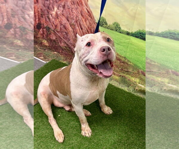 Medium Photo #1 American Staffordshire Terrier Puppy For Sale in Euless, TX, USA
