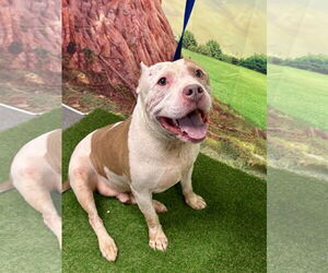 American Staffordshire Terrier Dogs for adoption in Euless, TX, USA