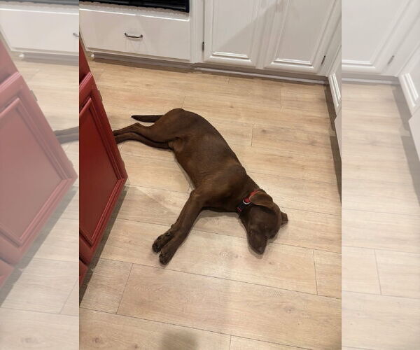 Medium Photo #6 Labrador Retriever-Unknown Mix Puppy For Sale in San Diego, CA, USA