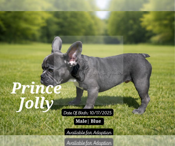 Medium Photo #11 French Bulldog Puppy For Sale in FAYETTEVILLE, GA, USA