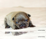 Small #4 French Bulldog