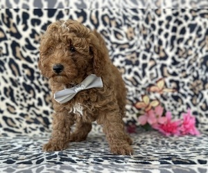 Goldendoodle (Miniature) Puppy for sale in LANCASTER, PA, USA