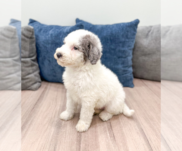 Medium Photo #8 Sheepadoodle Puppy For Sale in MILLERSBURG, OH, USA