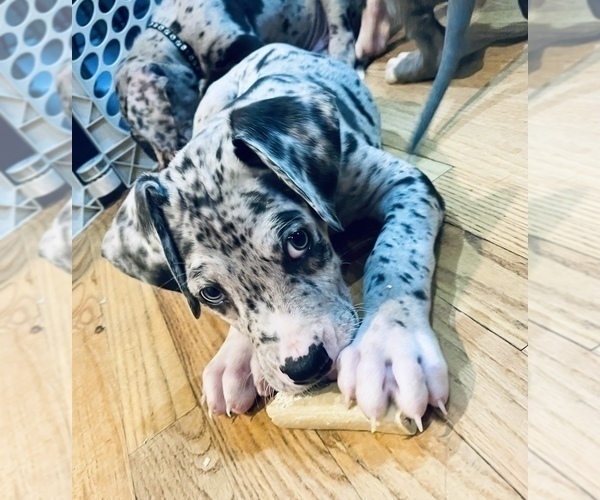 Medium Photo #7 Great Dane Puppy For Sale in HEBRON, CT, USA