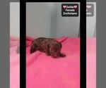 Zeilda - Female Poodle (Toy)-Zuchon Mix Puppy for Sale - Photo #2