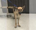 Small German Shepherd Dog Mix