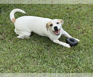 Banjo - tornado of fun - Male Jackshund Dog for Adoption - Photo #7