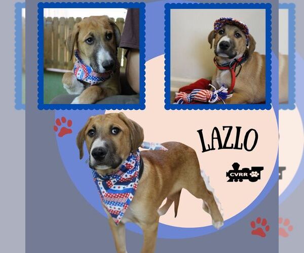 Medium Photo #1 Anatolian Shepherd-Unknown Mix Puppy For Sale in Lindsay, CA, USA