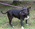 Small #1 Boxer Mix