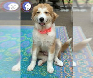 Great Pyrenees Dogs for adoption in Spring, TX, USA