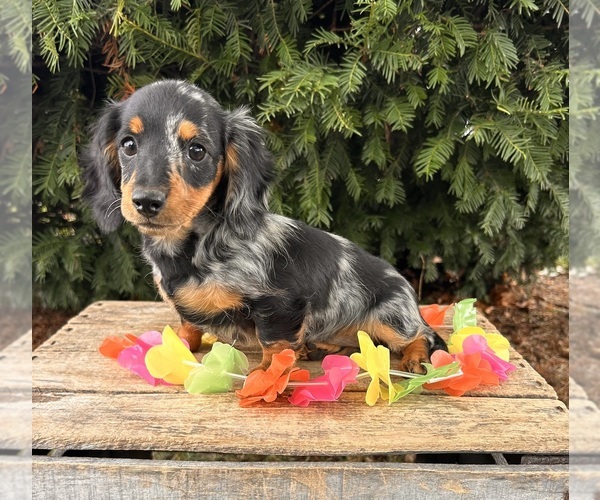 Medium Photo #1 Dachshund Puppy For Sale in MIDDLEBURY, IN, USA