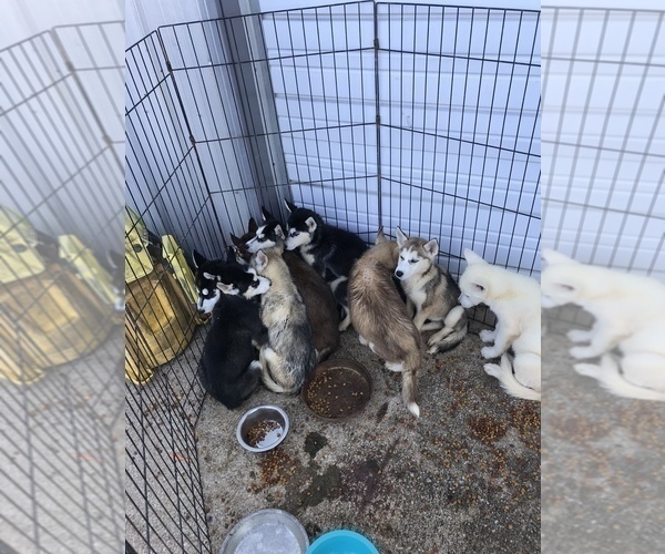 Medium Photo #1 Siberian Husky Puppy For Sale in KELLYVILLE, OK, USA