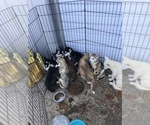 Small Photo #1 Siberian Husky Puppy For Sale in KELLYVILLE, OK, USA