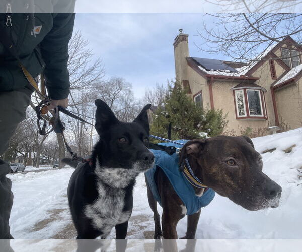 Medium Photo #8 Staffordshire Bull Terrier-Unknown Mix Puppy For Sale in Farmington, MN, USA