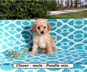 Poodle (Toy) Puppy for Sale in CLARKRANGE, Tennessee USA