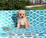 Image preview for Ad Listing. Nickname: Clover