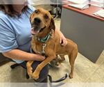 Small #10 Golden Retriever Mix