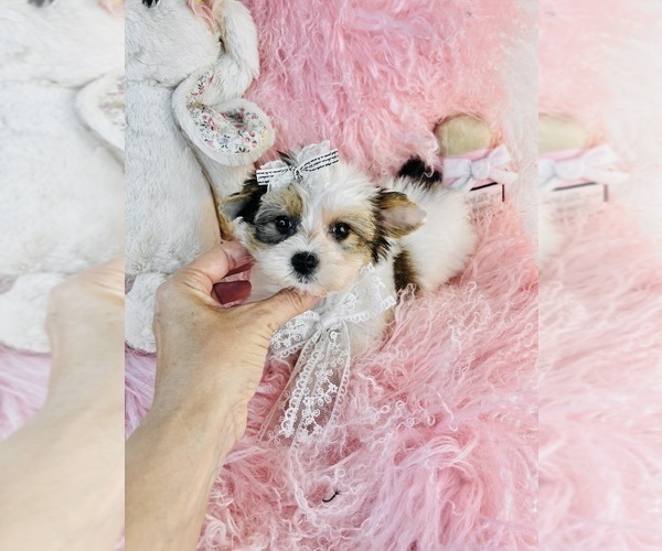 Medium Photo #19 Biewer Terrier Puppy For Sale in MIAMI, FL, USA