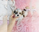 cute puppy - Female Biewer Terrier Puppy for Sale - Photo #19