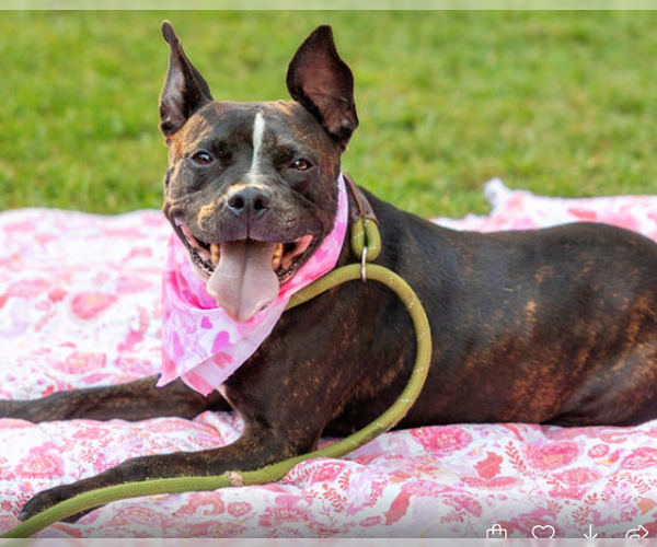 Medium Photo #3 Bulldog-Staffordshire Bull Terrier Mix Puppy For Sale in Decatur, GA, USA