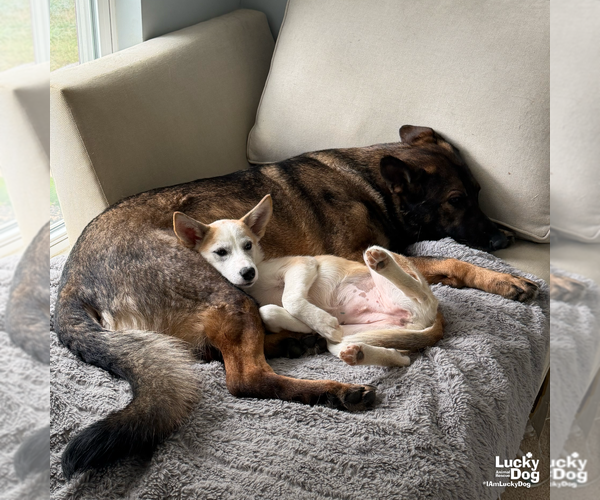 Medium Photo #8 Siberian Husky-Unknown Mix Puppy For Sale in Washington, DC, USA