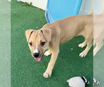 Ulna - Female American Staffordshire Terrier Dog for Adoption - Small photo