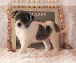 Jack-A-Poo Puppy for sale in APPLE CREEK, OH, USA