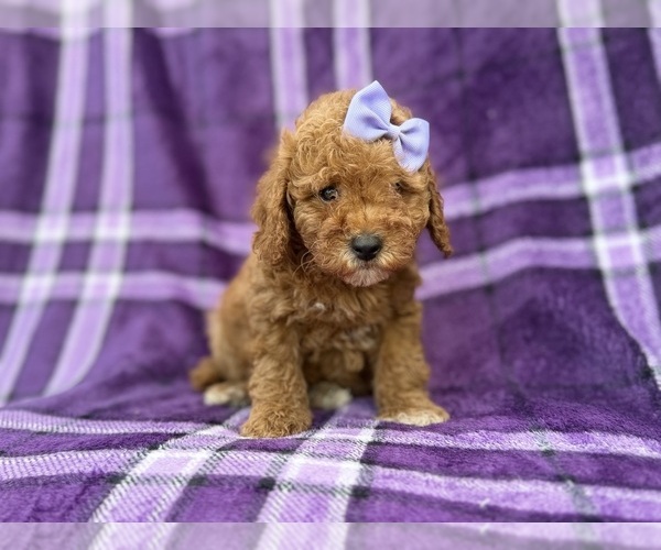 Medium Photo #3 Cavapoo (Miniature) Puppy For Sale in LAKELAND, FL, USA