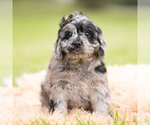 Puppy Max F1 Cavapoo (Miniature)