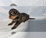Small #6 Golden Mountain Dog