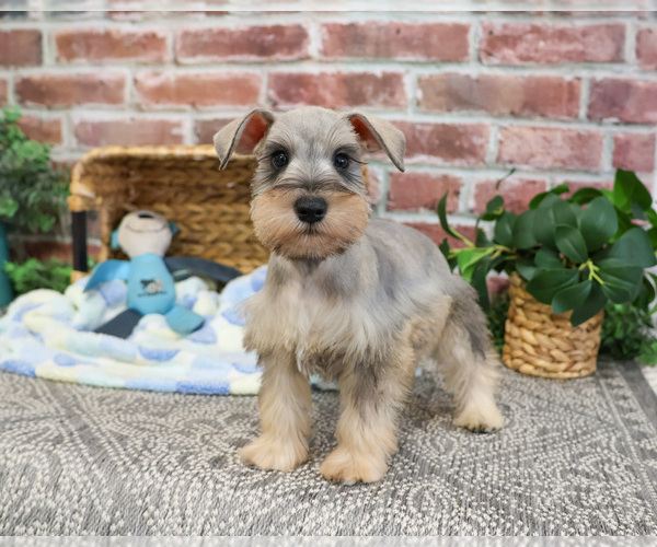 Medium Photo #5 Schnauzer (Miniature) Puppy For Sale in SYRACUSE, IN, USA