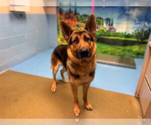 German Shepherd Dog-Unknown Mix Dogs for adoption in Moreno Valley, CA, USA